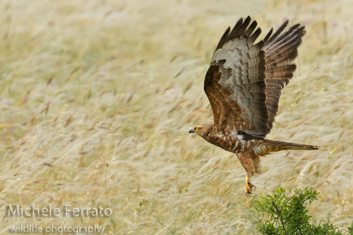 Falco pecchiaiolo - Pernis apivorus